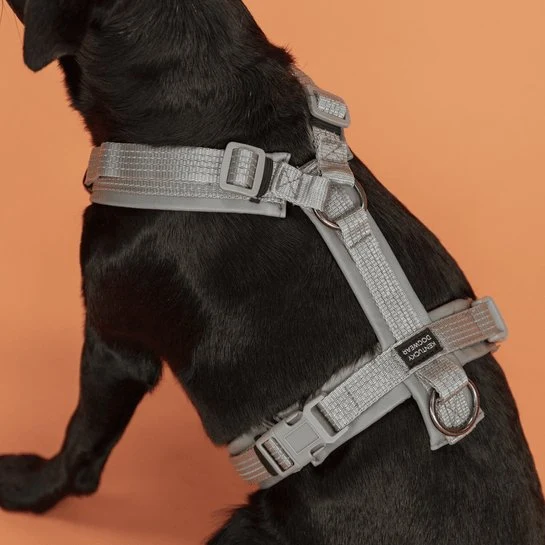 Kentucky Hundegeschirr - Mit Reflektor - "Reflective"