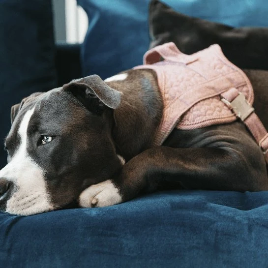 Kentucky Dog - Geschirr - Geschirr Body Safe Wool - Hellrosa