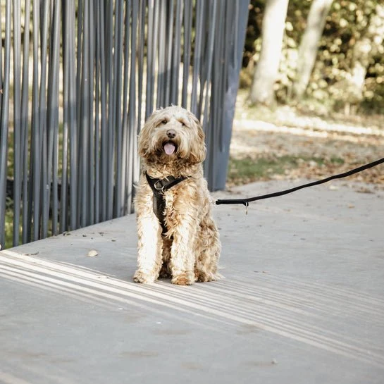 Kentucky Hundegeschirr Active Velvet - Schwarz
