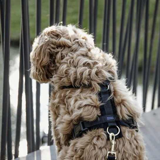Kentucky Hundegeschirr Active Velvet - Schwarz