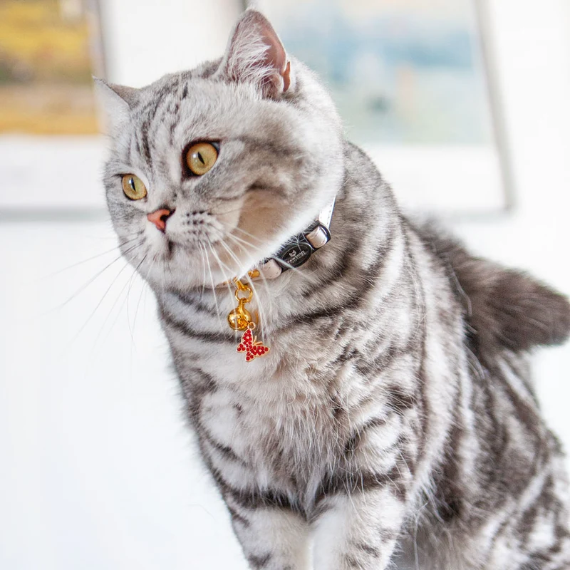 Red Collar Charm Set