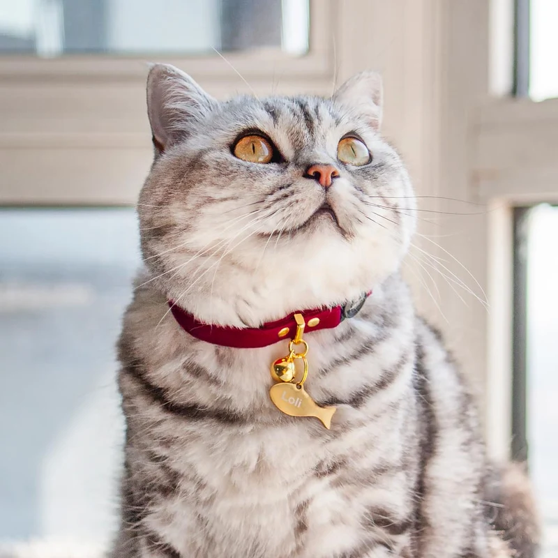 Fish Pet ID Tag