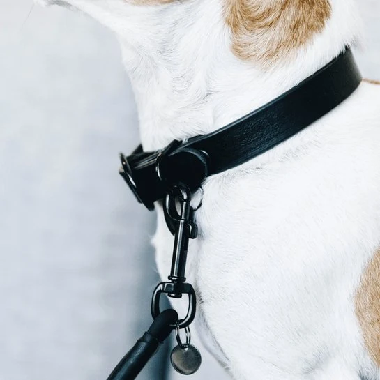 Kentucky Hundehalsband Soft Rubber - Schwarz