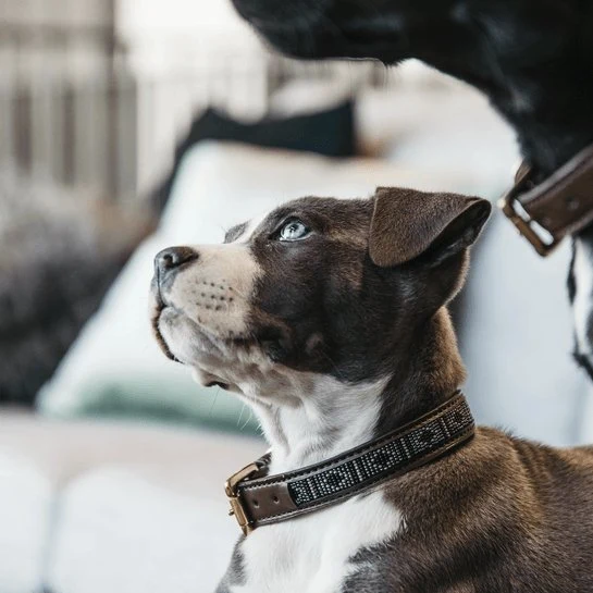 Kentucky Hundehalsband Handgemachte Perlen - Silber