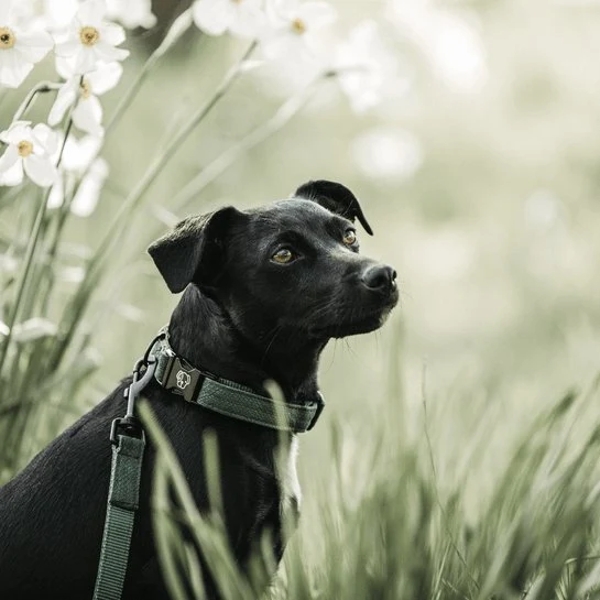 Kentucky Hundehalsband Eidechse - Grün
