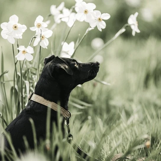 Kentucky Hundehalsband Eidechse - Braun