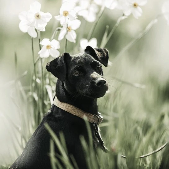 Kentucky Hundehalsband Eidechse - Braun