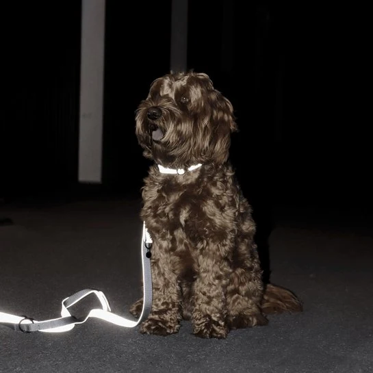 Kentucky Hundehalsband Reflektierend