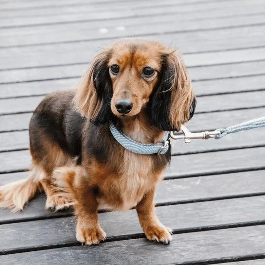 Kentucky Hundehalsband Wolle - Hellblau
