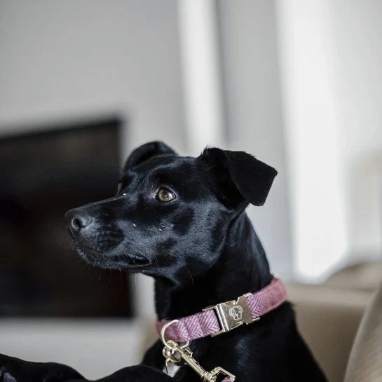 Kentucky Hundehalsband Wolle - Hellrosa