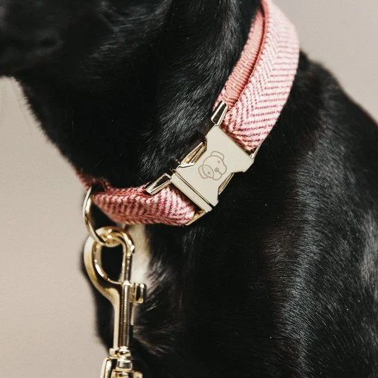 Kentucky Hundehalsband Wolle - Hellrosa