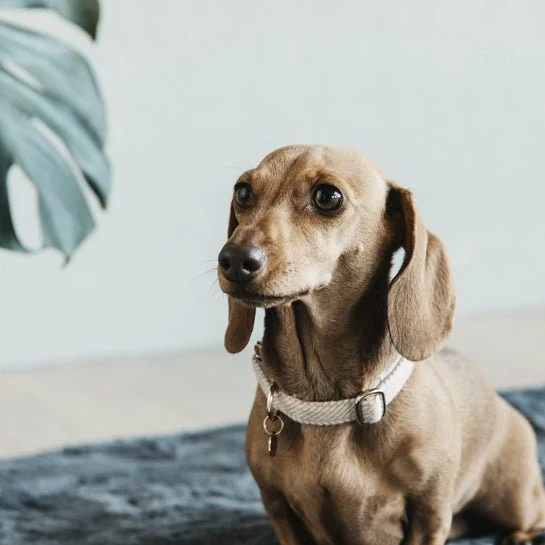 Kentucky Hundehalsband Wolle - Beige