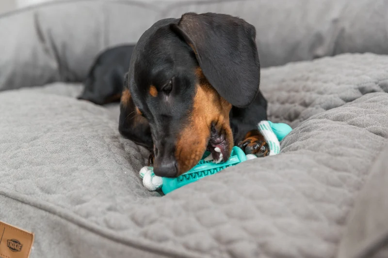 Denta Fun Stick mit Seil