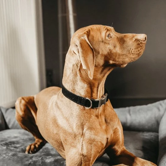 Kentucky Hundehalsband Cord - Schwarz