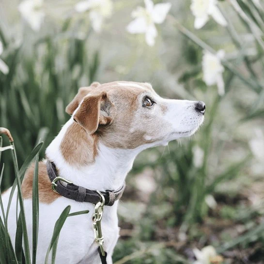 Kentucky Hundehalsband Samtleder