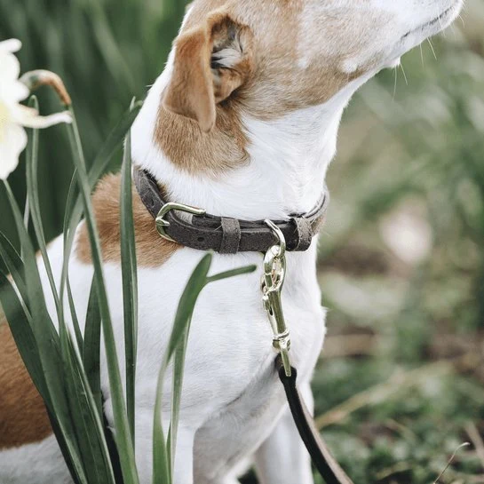 Kentucky Hundehalsband Samtleder
