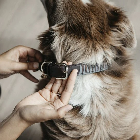 Kentucky Hundehalsband Dreieck