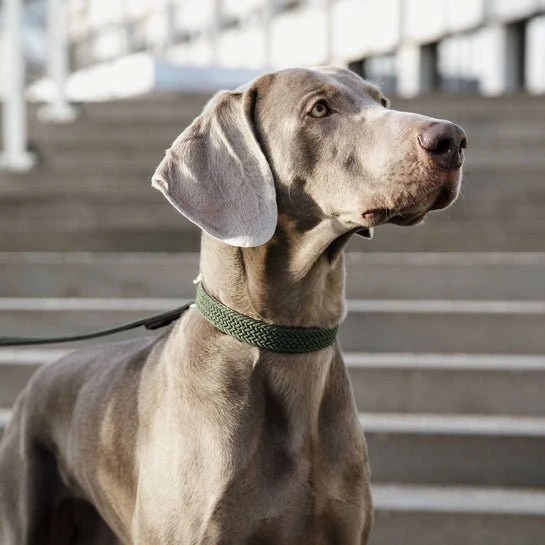Kentucky Geflochtenes Nylon-Hundehalsband - Olivgrün
