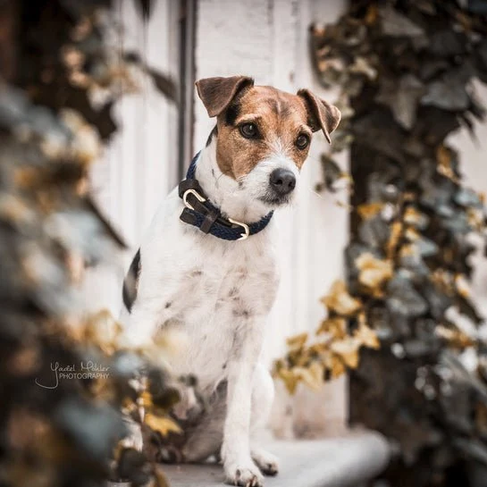 Kentucky Geflochtenes Nylon-Hundehalsband Navy