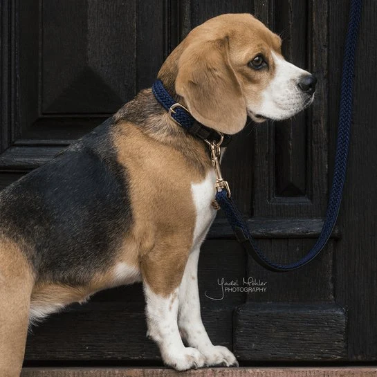 Kentucky Geflochtenes Nylon-Hundehalsband Navy