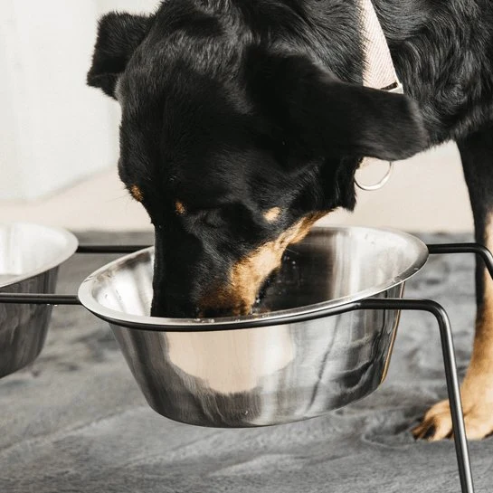 Kentucky Hundenapf Comfort Feeder - Schwarz
