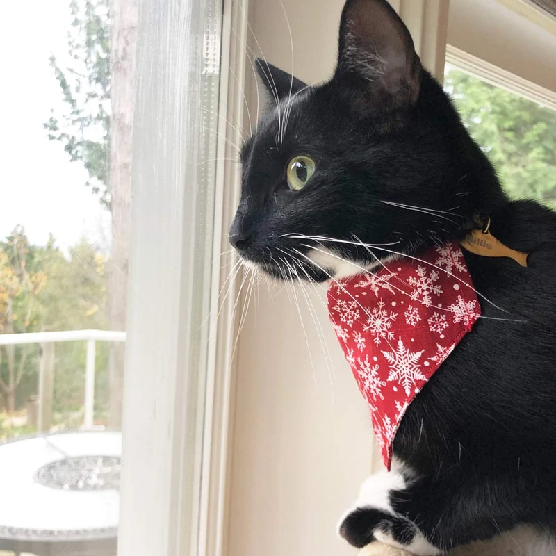 Snowflakes Pet Collar & Bandana