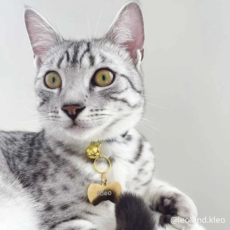 Bowtie Pet ID Tag