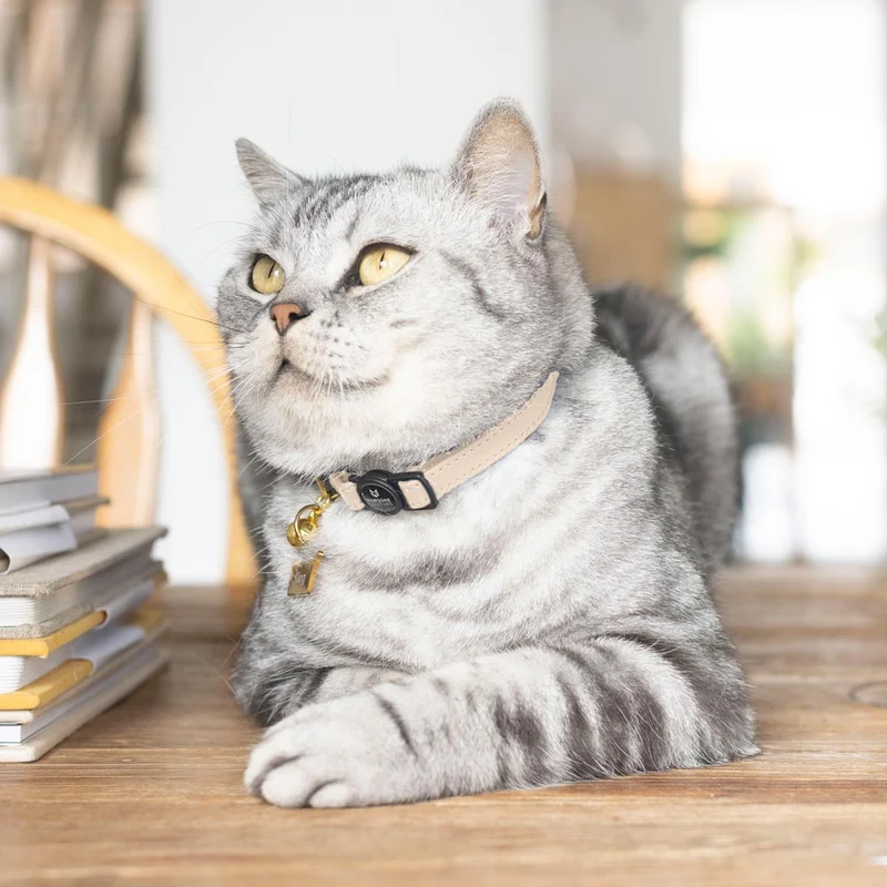 Luxury Leather Cat Collars
