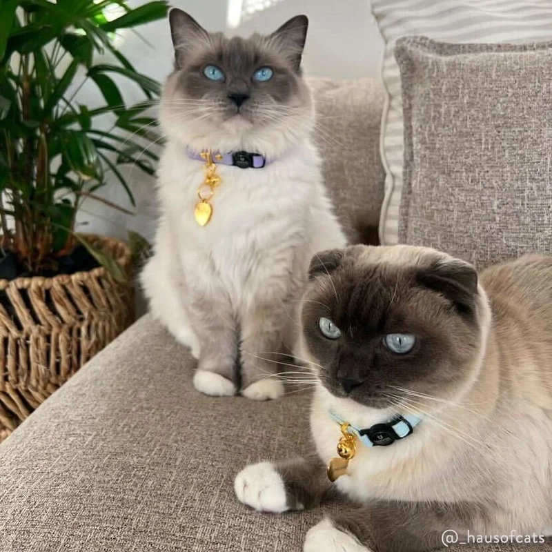 Cotton Cat Collars