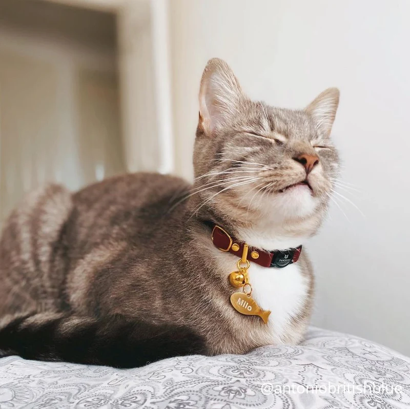 Leather Cat Collars