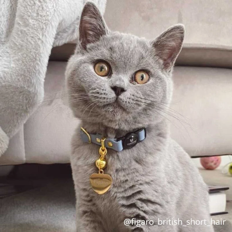 Heart Pet ID Tag