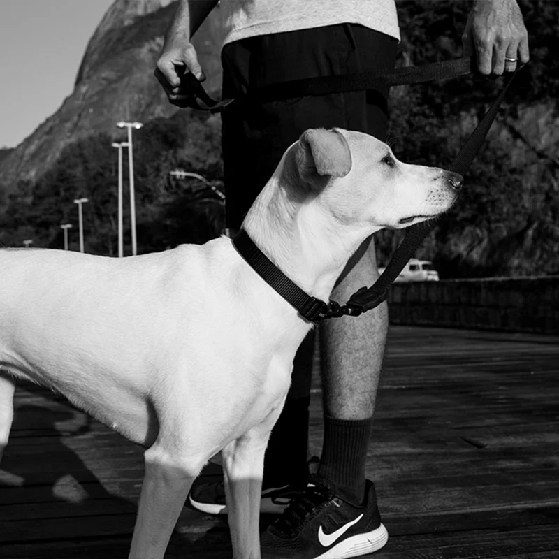 Zee.Dog Gotham Black Polyester Collar for Dogs Large