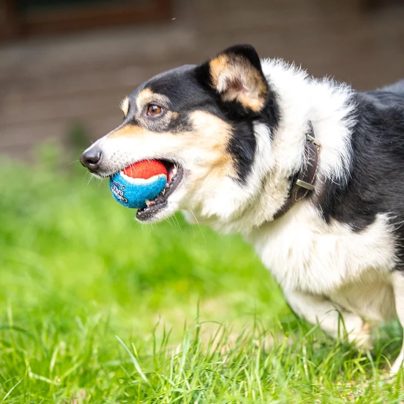 GiGwi Ball Originals Squeaker Tennis Balls Dog Toy Set of 3