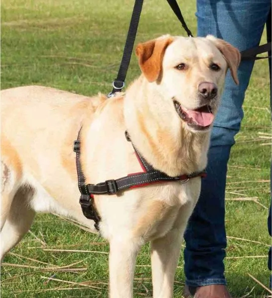 Trixie Lead n Walk Soft Training Harness for Dogs