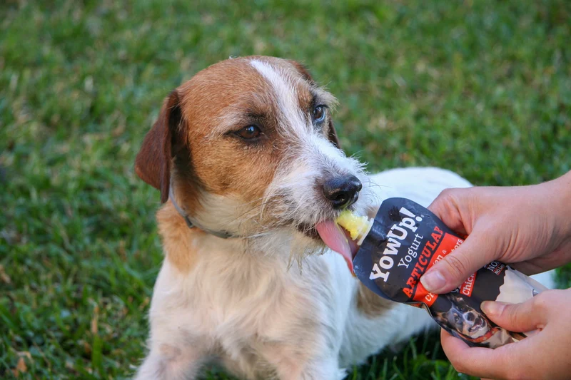 YowUp Yogurt With Prebiotics Articular Dog Wet Food Topper Chicken 115g