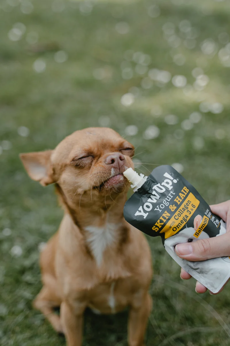 YowUp Yogurt With Prebiotics Skin & Hair Dog Wet Food Topper Salmon 115g