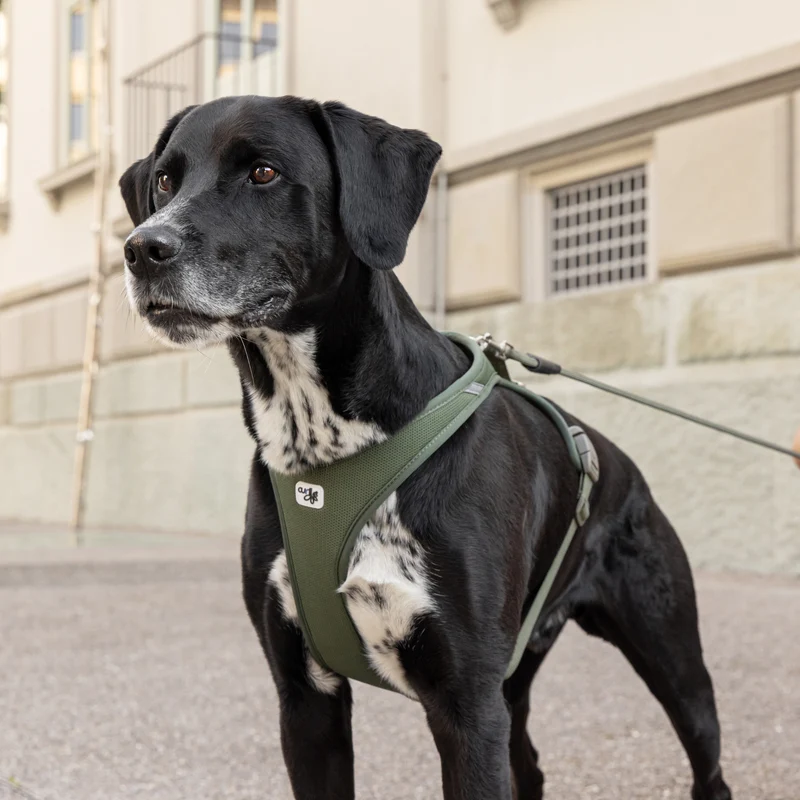 Curli Vario Comfort Dog Leash With Shock Absorbing Rope