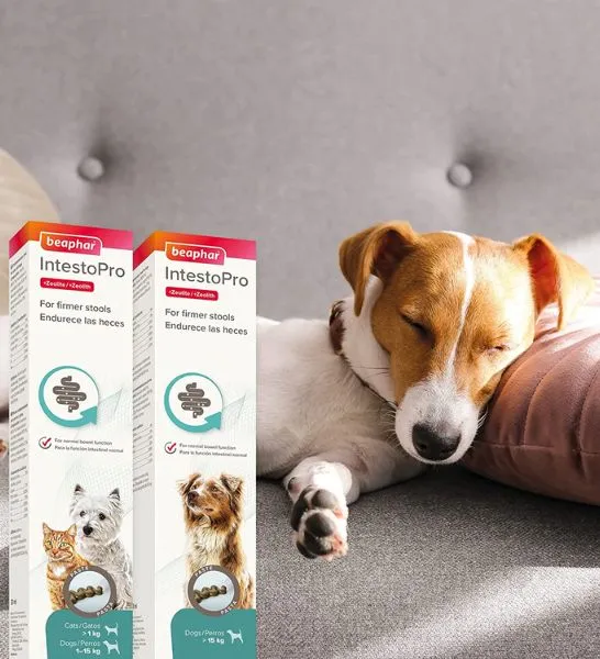 Beaphar Intestopro Anti Diarrhea Paste Syringe for Large Dogs 2x20ml