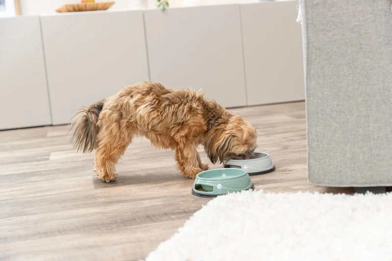 Trixie Basic Plastic Bowl With Non-Slip Base for Dogs