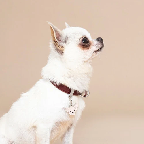 My Family Friends Chihuahua ID Tag - WHITE/3X2.2CM