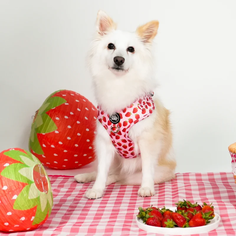Bud & Billy Pink Berry Pop Dog Vest Harness