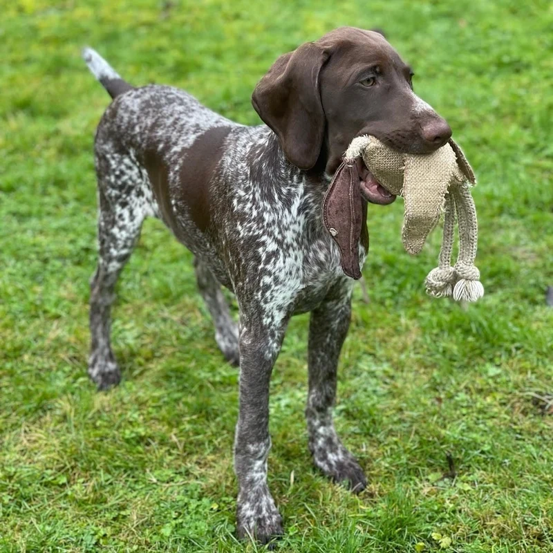 Green&Wilds Desmond the Duck Eco Dog Chew Toy