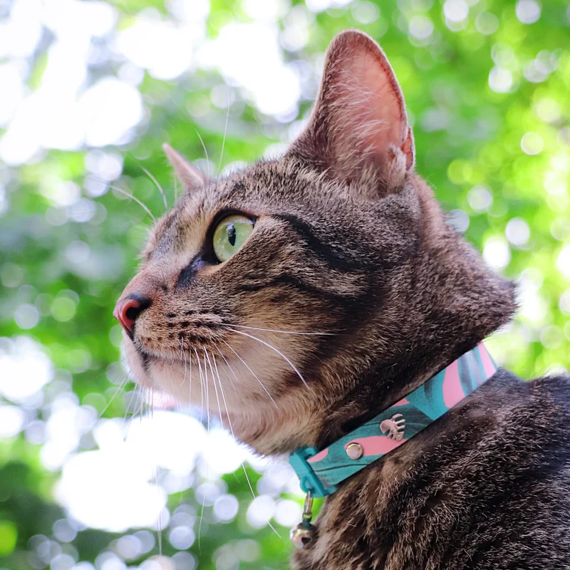 Kittyrama Monstera Botanicals Hypoallergenic Adult Cat Collar 19.5-26.5cm