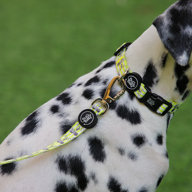 Bud & Billy Dog Collar (XXS-XL) - Flamingo Collection, Yellow & White Stripes