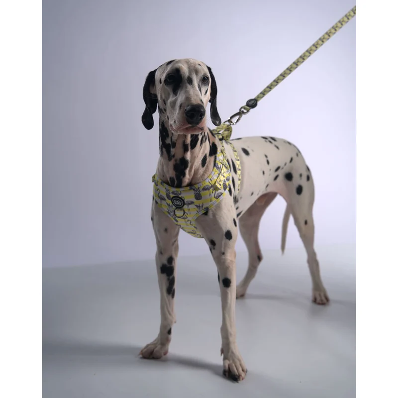 Bud & Billy Dog Harness Adjustable (XXS-XL) - Breathable Vest, Flamingo Collection, Yellow & White Stripes