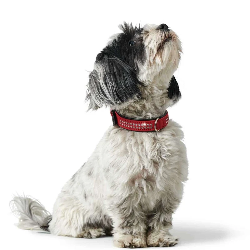 Hunter Halsband mit Swarovski Strass Softie Deluxe