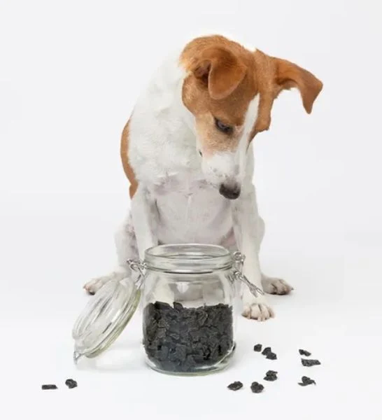 The K9 Kitchen Camel Liver Air Dried Dog Treats
