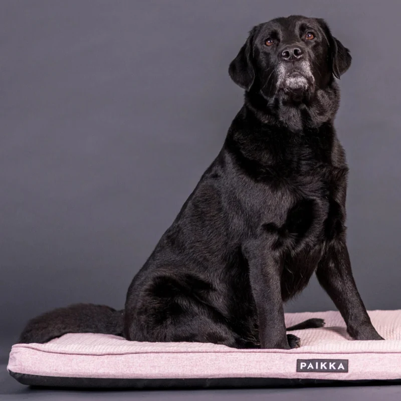 PAIKKA Cooling Orthopedic Dog Mattress With Memory Foam