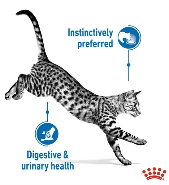 Royal Canin Indoor Sterilised In Jelly Adult Cat Wet Food - Pack of 12