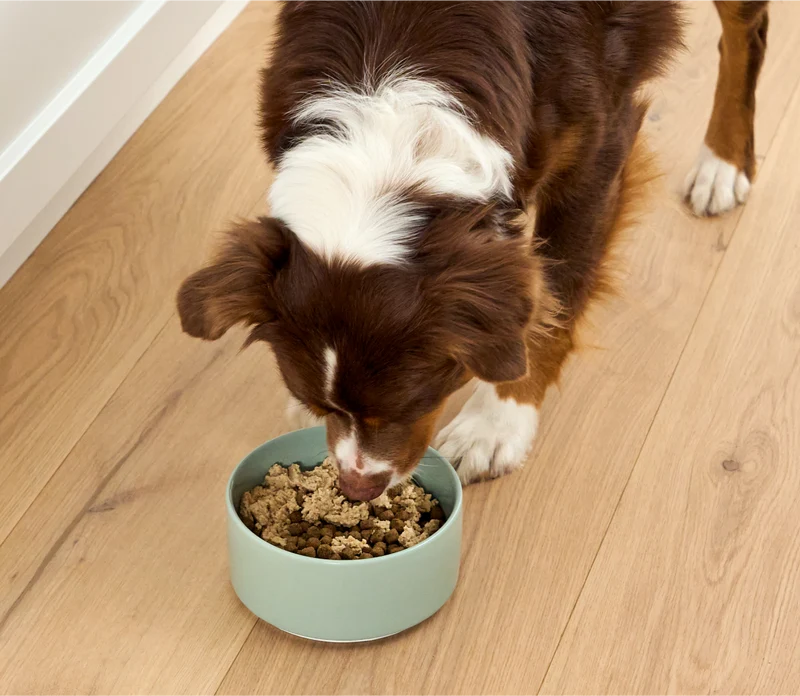 Open Farm Salmon & Cod Meal Topper Mousse In Can For Dogs 130G